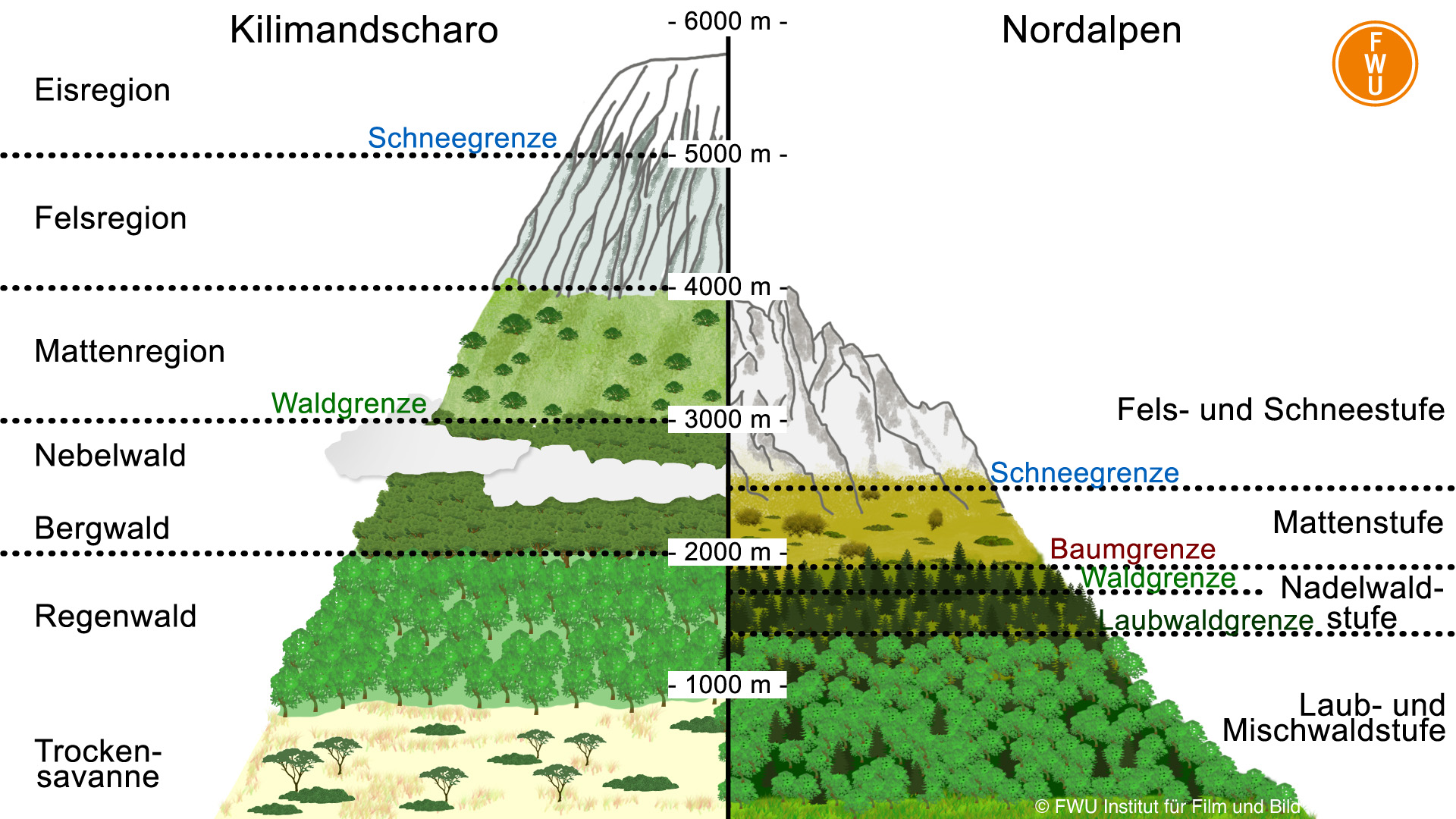 Vergleich der Höhenstufen am Kilimandscharo mit den Nordalpen