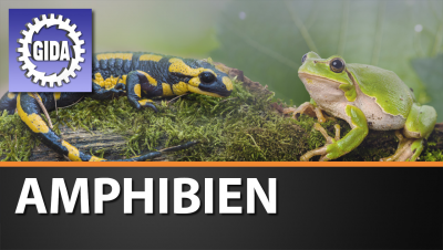 Verleihmedium Amphibien (Lurche) Vorschaubild