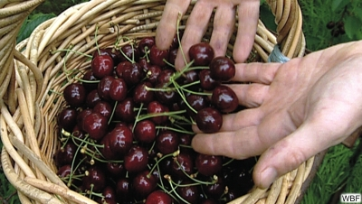 Verleihmedium Was sind Sonderkulturen? Vorschaubild