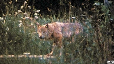 Verleihmedium Wolf und Hund – Was vererbte der Wolf und wie nutzt es der Mensch? Vorschaubild